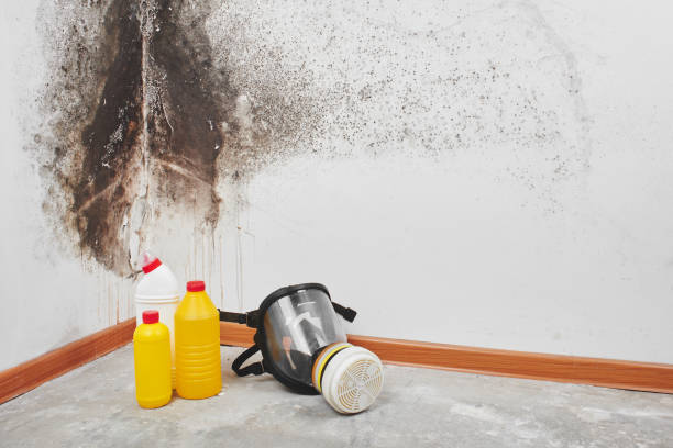 Best Local Mold Removal Service  in Trotwood, OH