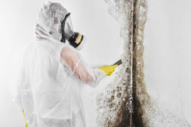 Best Fast Mold Removal  in Trotwood, OH