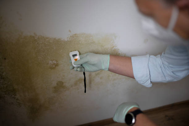 Best Best Mold Removal Companies  in Trotwood, OH