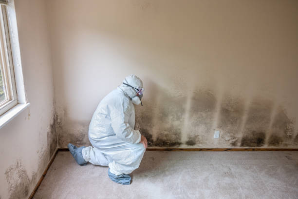 Best Attic Mold Removal  in Trotwood, OH