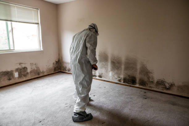 Best Mold Removal Specialists  in Trotwood, OH