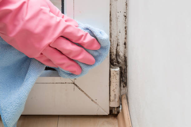 Best Mold Removal Process  in Trotwood, OH