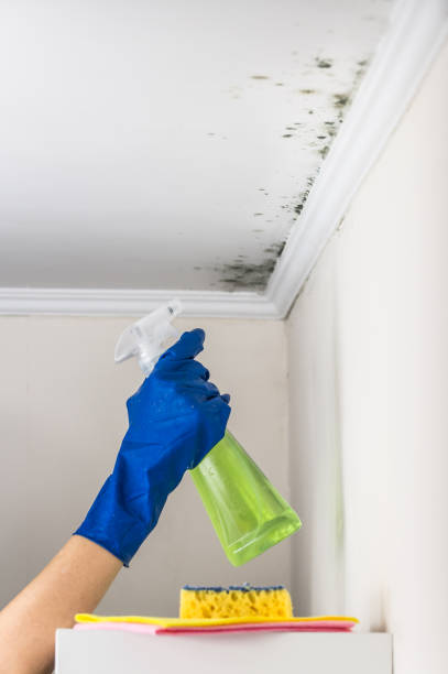 Trusted Trotwood, OH Mold Removal Experts